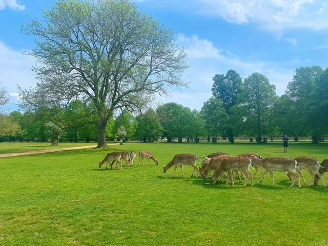 🌳 Free Deer Spotting in London? 