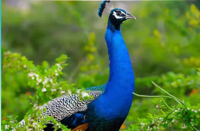 Sri lanka  birdwatching