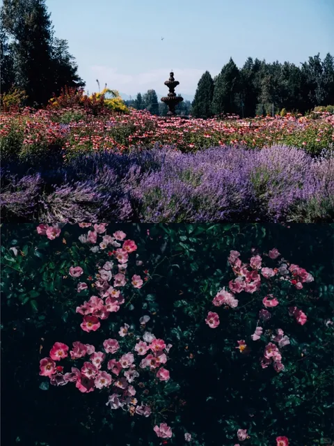 Vancouver's Most Beautiful Lavender Farm
