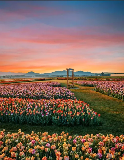 "Tulip Town"——Mount Vernon