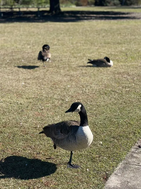 Southern Charm Travel Guide — Charleston Edition 🏛️🌴