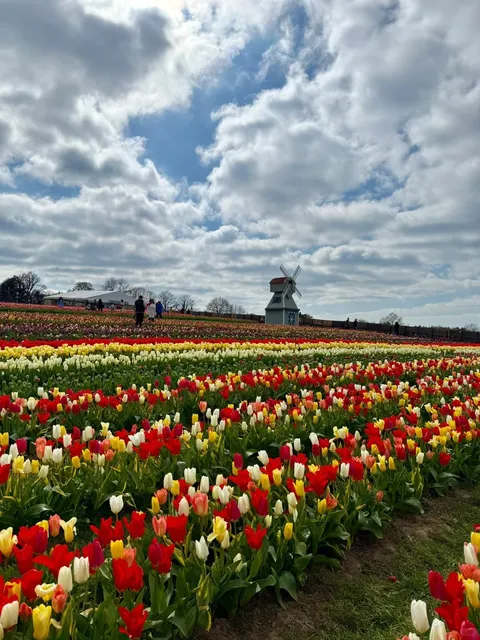 🇬🇧 Tulip Fields in LONDON (Not Holland!) LIVE Photos 🌷✨