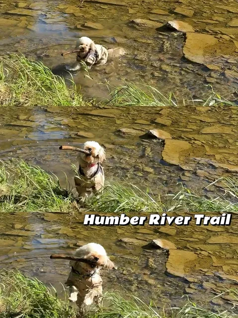 🇨🇦 Best Summer Spots for Dogs in Toronto: Splash Edition 🌊