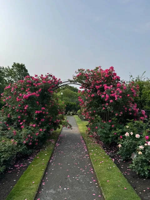 🌹 Boston’s Secret Rose Paradise is NOW OPEN!