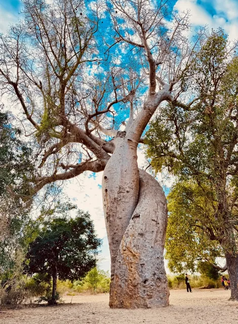 🌍 Solo Parent Adventure: Madagascar with Kids @ Morondava