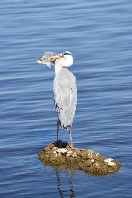 🇰🇪 Half-Day Safari in Nakuru: A Wild Adventure! 🦓🌍