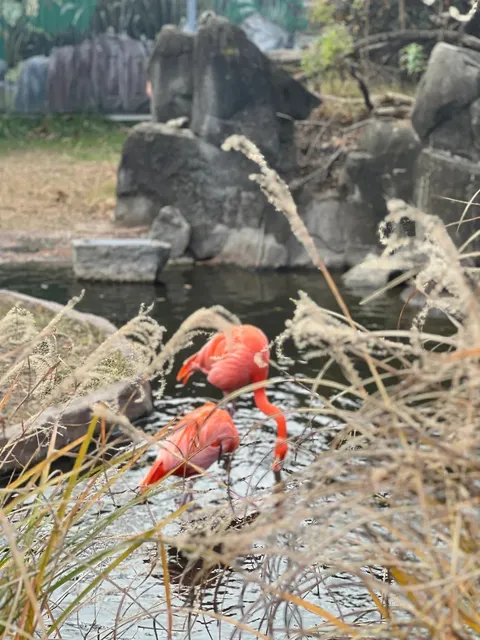 DMV Family Outing | Maryland Zoo 🦩