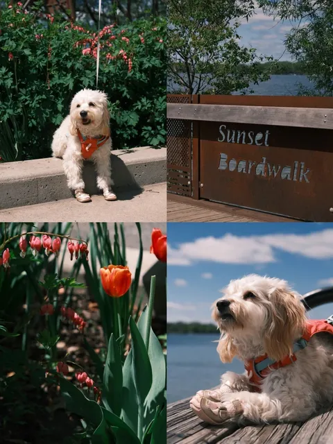 🇨🇦 Toronto Spring Escape: Lakeside Magic at Lake Wilcox Park 🌸🐕