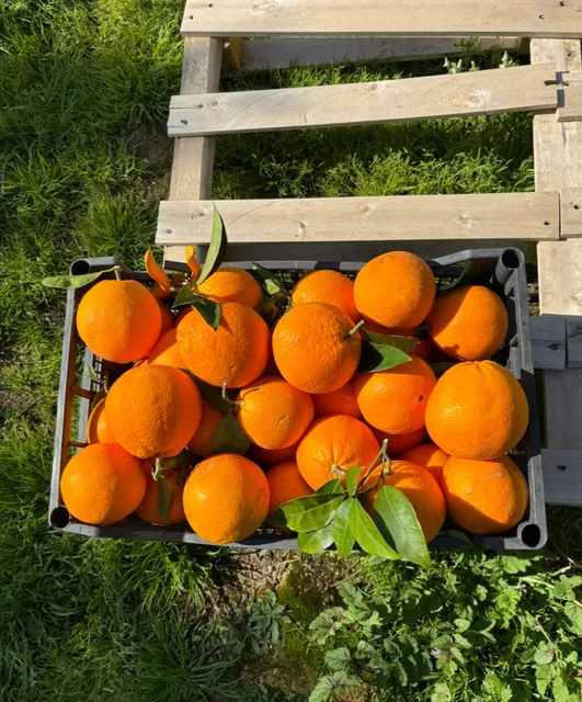 Sicily | Living the Farmhouse Dream in Agrigento