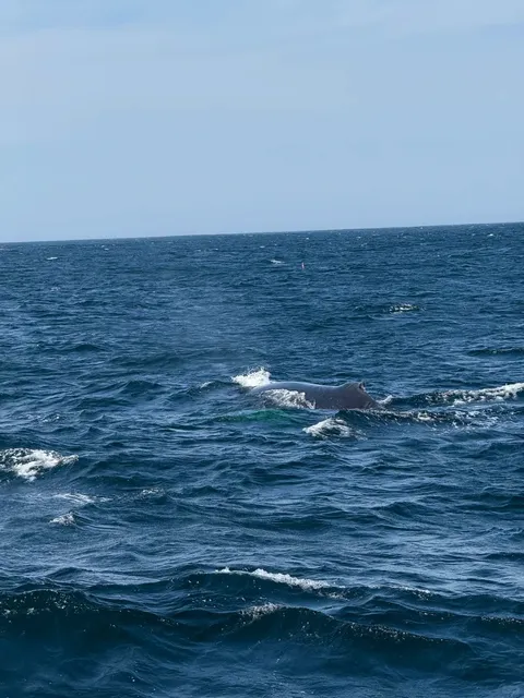 🐋 Boston Whale Watching Guide｜Up Close with Giants of the Ocean