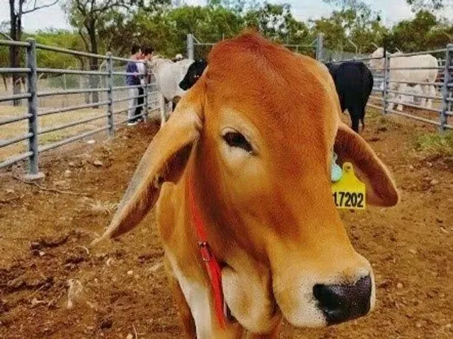 Australia Road Trip | Beef Capital Adventure - Rockhampton 🥩🌍