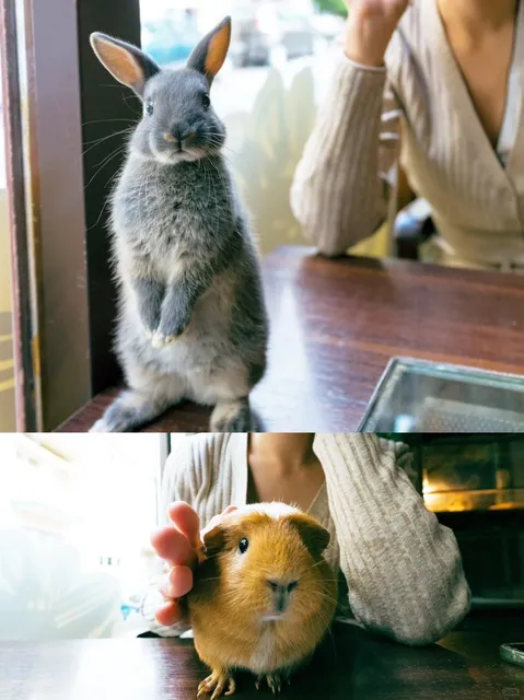 🇭🇺This café is cutely criminal 😍