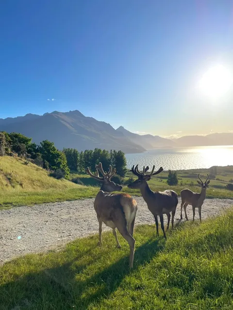 🇳🇿 This Is the Dream Life I’ve Always Wanted! 🦌✨