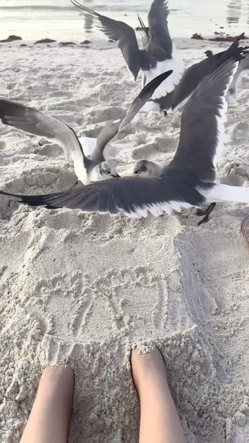 Tampa 🇺🇸 | Come to Florida for the Legendary White Sand Beaches! 🏝️