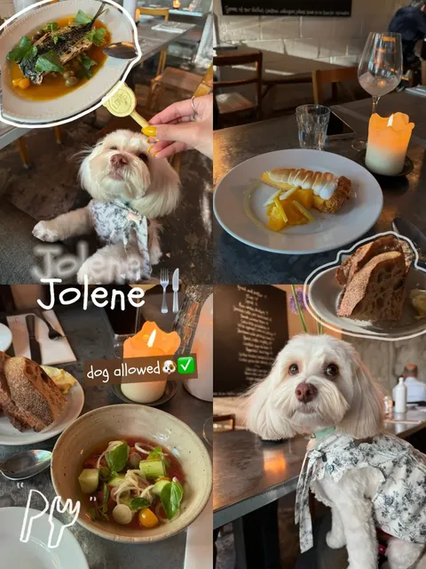 Dog-Friendly Dining in London 🐾🍽️