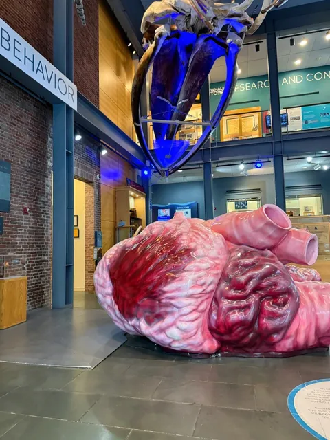 Hidden Gem Near Boston: The Whale Museum 🐳