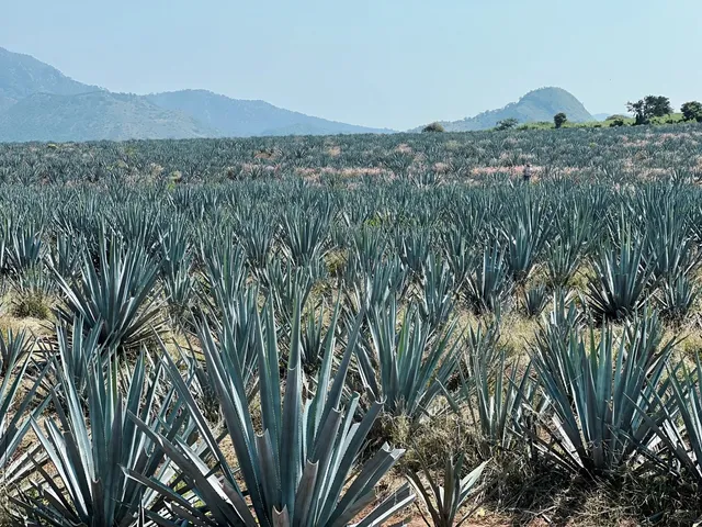 🌵🔥 Mezcal Mayhem in Oaxaca: A Tequila Unraveling 🏟️