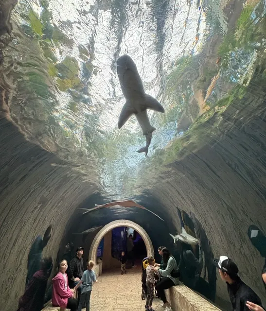 🐠 Dallas Aquarium Ultimate Guide — Everything You Need to Know!