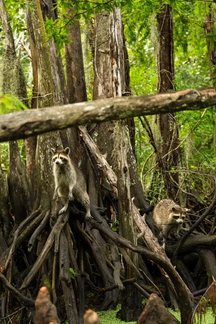 Where to Play on the American Weekend | Swamp Tour Booking Guide