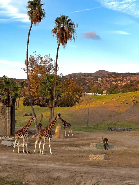 San Diego Safari Park 🦒