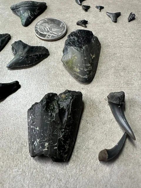 Best Outdoor Adventure in Charleston! 🦈🦷🌊