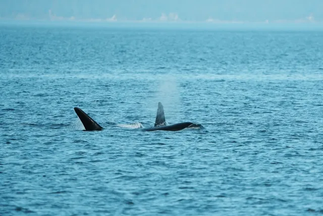 Seattle Anacortes Whale Watching