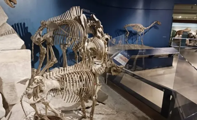 Carnegie Museum of Natural History 🦖🌌 