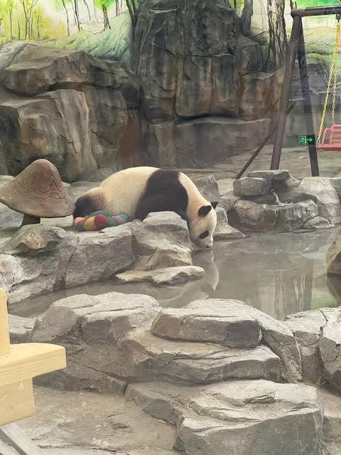 🐼✨ Panda Park with a 2-Year-Old in Fenghuang — TOTALLY WORTH IT! 