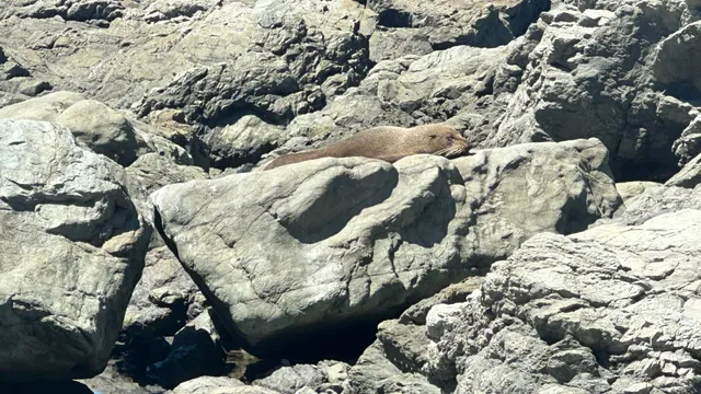 🦭 Kaikōura’s Ultimate Free Seal-Spotting Guide (Local’s Edition!)