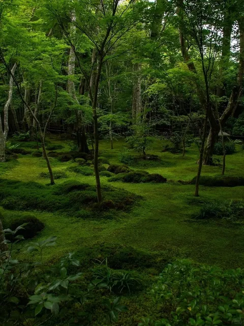Gio-ji Temple in Kyoto 🌺