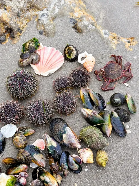 Tauranga, New Zealand  UniverseOfSeaUrchins 🦔  