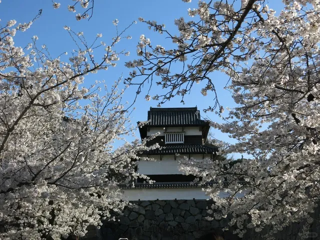 In Fukuoka, at the Cherry Blossom Season in Ohori Park🌸🍃