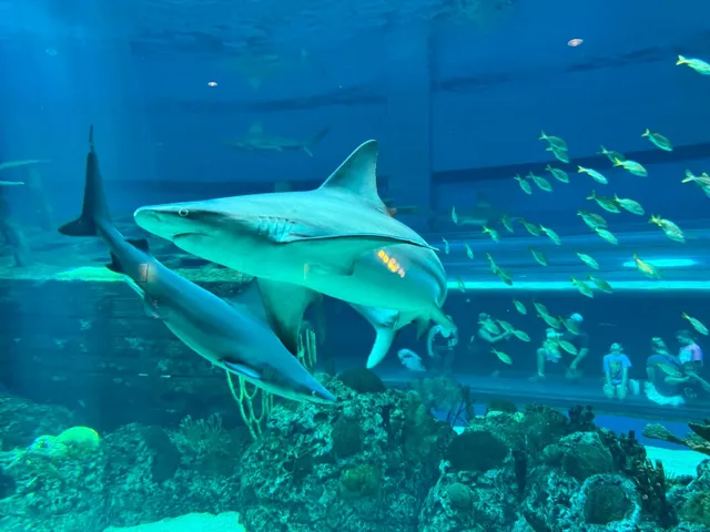 🌊 Corpus Christi Travel Guide | Must-Visit Attractions 🐠⚓🏝️