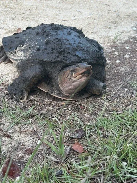 The Best Tour Ever in Miami! 🦎🐍✨