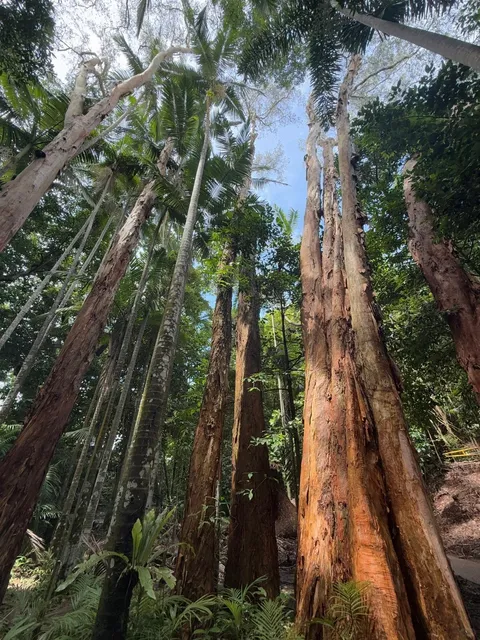 🇦🇺 Explore Avatar's Pandora-like Rainforest for Just $1! 🌿🚌