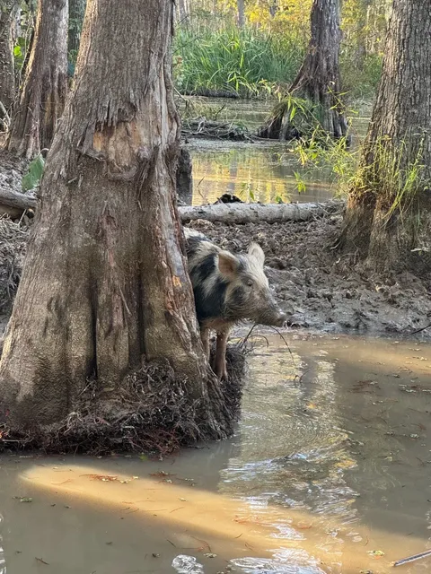 New Orleans: A True Food & Vibe Paradise! 🎷🍤