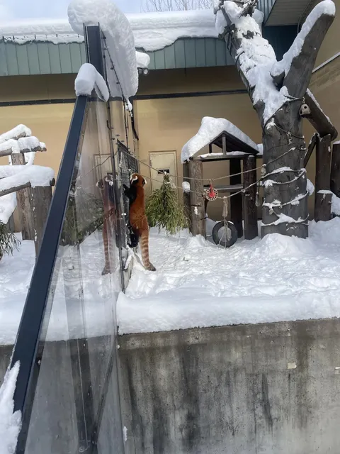 🌸🌺🌿🍃 Asahikawa Zoo 🐧