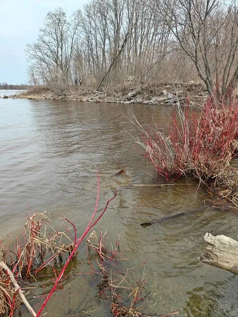 Petrie Island Beach - Where Beavers & Birds Become Friends!