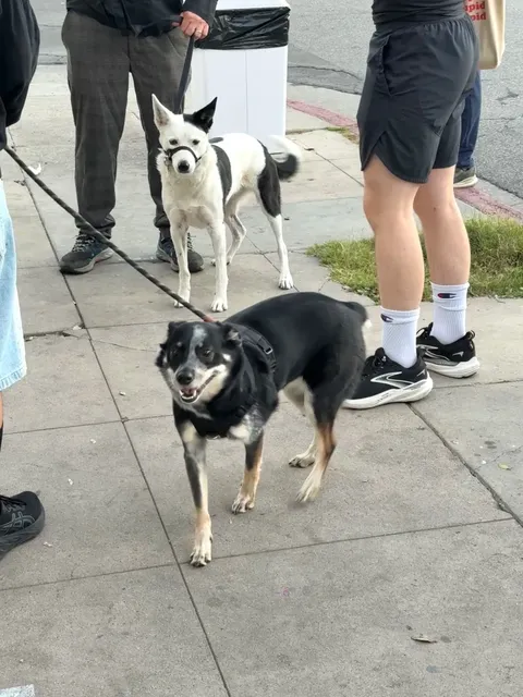 LA's Top Bagel Spot 🔥 | Bursting with Salmon Roe!