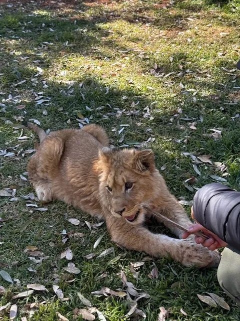 🇿🇦 Johannesburg Adventure | Safari Time in South Africa! 🦁✨