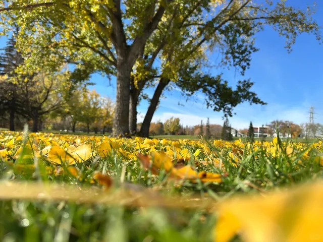 🇨🇦 Saskatoon Downtown | Prairie Charm Meets Urban Energy