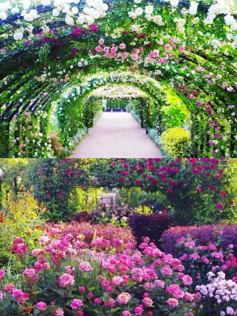 Tokyo and Its Surroundings (3) 🌹