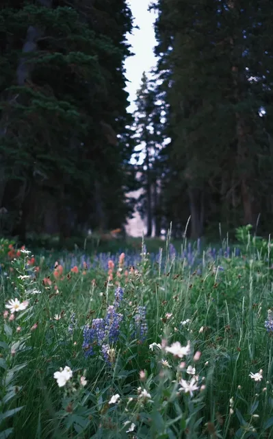 Salt Lake City Surroundings～Super Scenic Hiking Trails 🏔️🌼