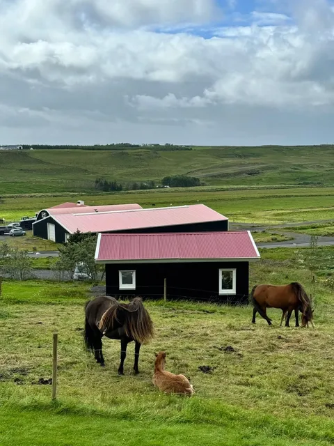 Iceland | Day 2: Reykjavík 🚗 Hella(part 2)