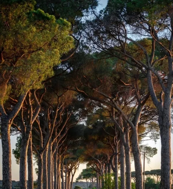 Gems of Rome's Cultural Heritage