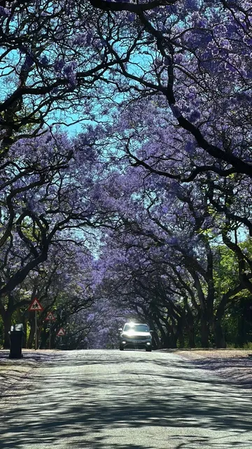 🇿🇦 Pretoria, the City of Jacarandas