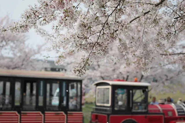 🌸 Recommended Cherry Blossom Viewing Areas for Somei Yoshino