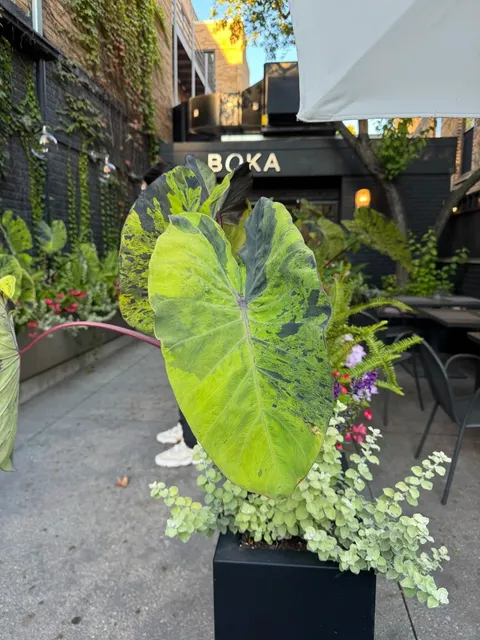 BOKA: Chicago's High-Value, Beautiful Michelin-Starred Dining 💅🏻🍷