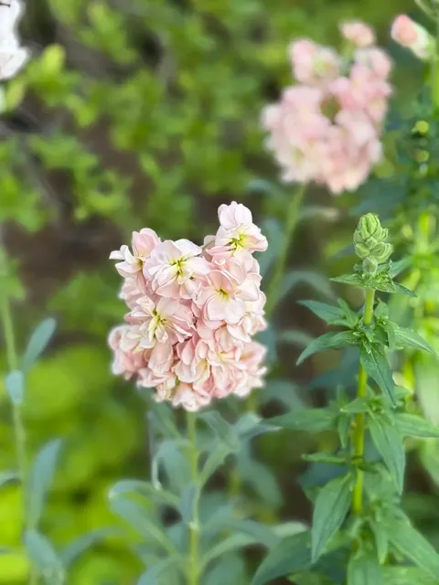 🌿 Chicago’s Most Breathtaking Park Conservatory ⛲️