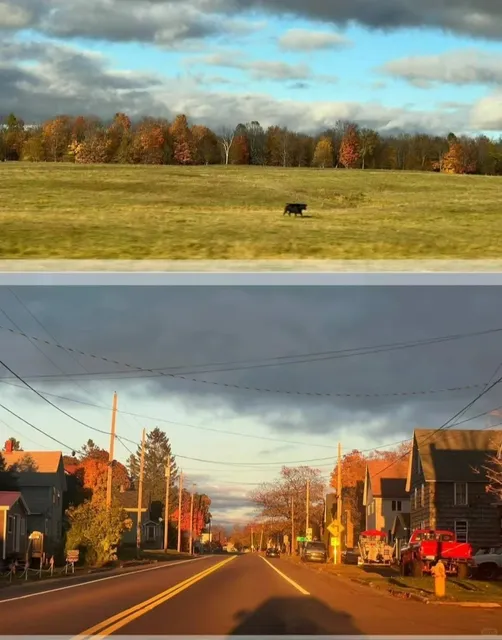 Upper Peninsula Fall Color Loop Save This Hand-Drawn 